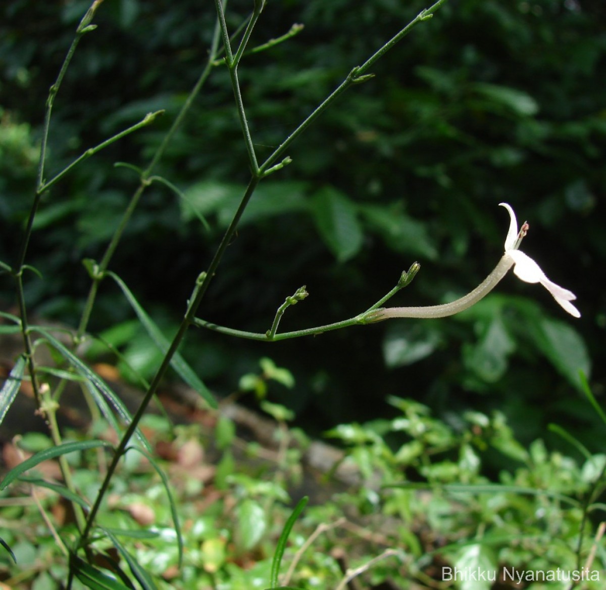 Rhinacanthus polonnaruwensis L.H.Cramer